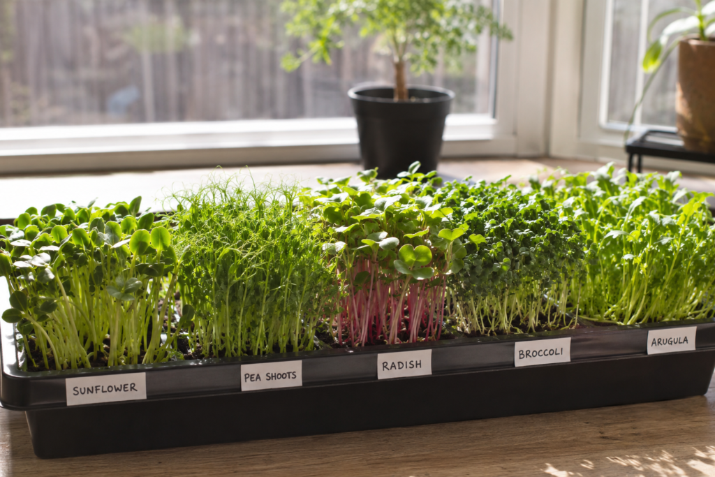 Growing Your Own Food Made Simple with sorted Microgreens, like sunflower, pea shoots, radish, broccoli, arugula